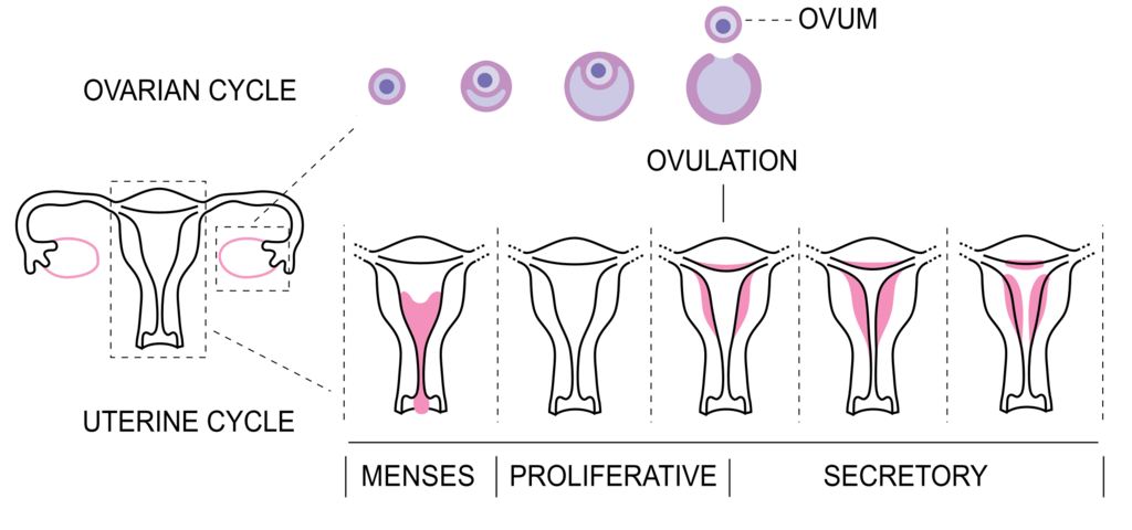 Cycle menstruel et endomètre